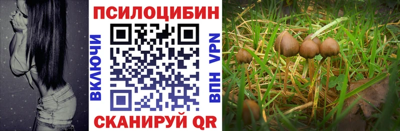Купить  Дудинка  Псилоцибиновые грибы MAGIC MUSHROOMS 